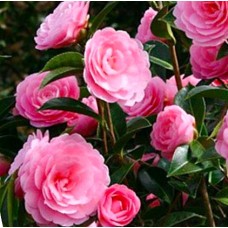 Camellia E.G. Waterhouse x 1 Mid Pink Formal Double Large Flowering japonica x williamsii Shade Cottage Garden Plants Shrubs Courtyard Flowers Patio